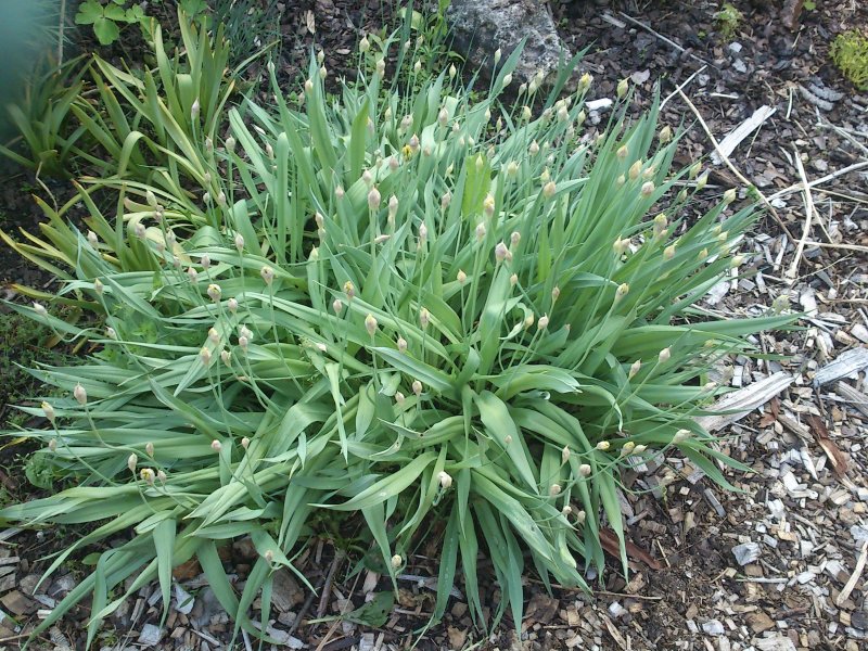 Allium moly Keltalaukka